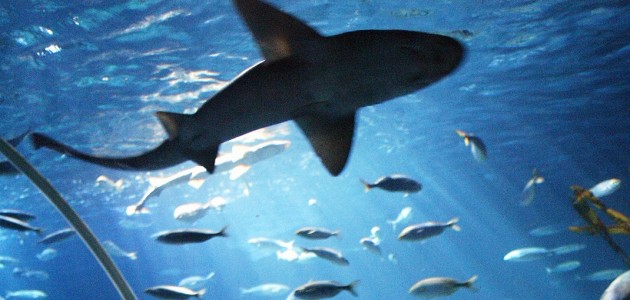 Shark-Weeks-Gardaland-SEA-LIFE-Aquarium