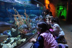 Gardaland Sea Life Aquarium