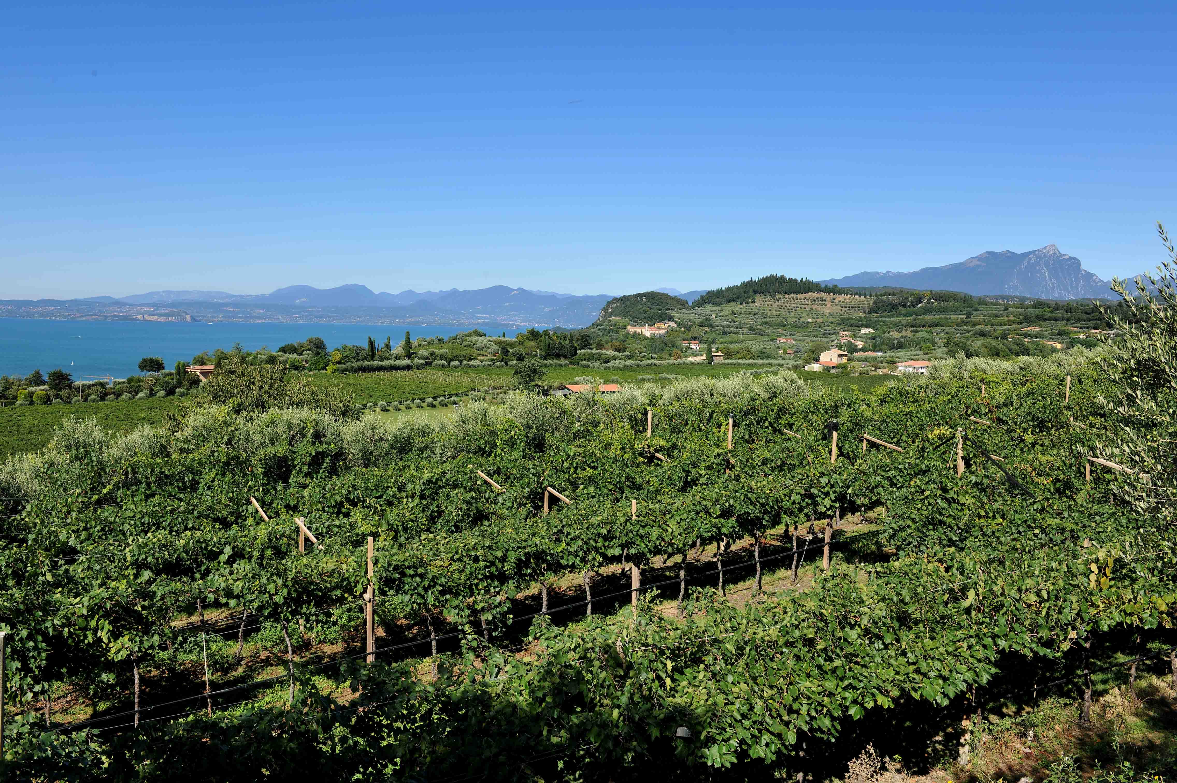 Lago di Garda in autunno: guida a frantoi, vendemmia, eventi storici e borghi 1 Vigneti di Bardolino affacciati sulle acque del Lago di Garda durante l'autunno
