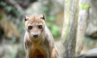 Benessere animale, un'anno di novità al Parco Natura Viva 5 3 fossa