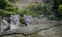 Benessere animale, un'anno di novità al Parco Natura Viva 4 4 Leopardo delle nevi