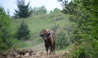Benessere animale, un'anno di novità al Parco Natura Viva 1 5 bisonti