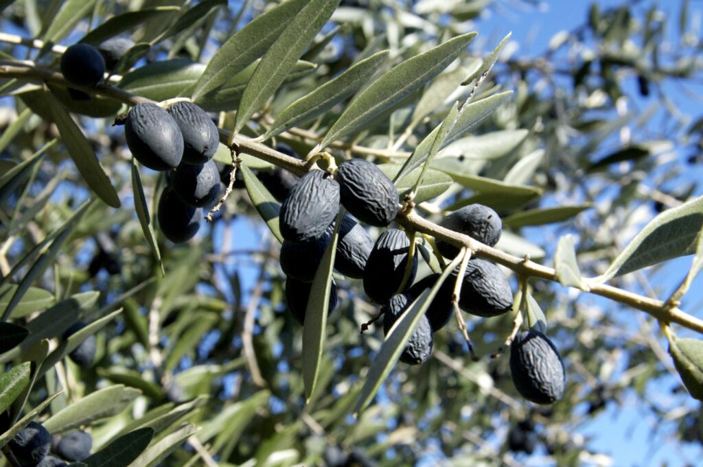 Workshop sulla mosca dell’olivo a Gargnano