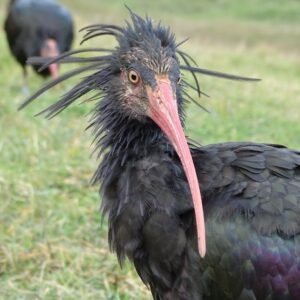 Ibis eremita Waldrappteam Parco Natura Viva 1