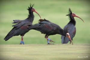Ibis eremita Waldrappteam Parco Natura Viva