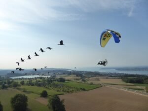 Migrazione Guidata dallUomo degli ibis eremitaIbis eremita Waldrappteam Parco Natura Viva