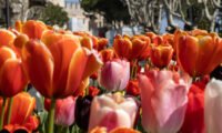 Sirmione si colora di tulipani: una festa di fiori sul lago di Garda 7 Sirmione IMG 9740
