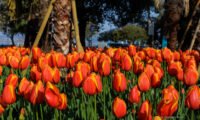 Sirmione si colora di tulipani: una festa di fiori sul lago di Garda 6 Sirmione IMG 9741