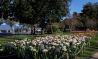 Sirmione si colora di tulipani: una festa di fiori sul lago di Garda 1 Sirmione IMG 9747