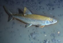 Ripopolamento del coregone nel Lago di Garda rilancia biodiversità e pesca Coregone Lavarello