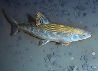 Ripopolamento del coregone nel Lago di Garda rilancia biodiversità e pesca Coregone Lavarello