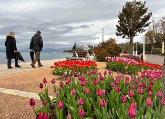 Concorso fotografico “Tulipanomania” a Bardolino TulipanoMania Bardolino 13jpg