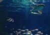 Gardaland SEA LIFE Aquarium accoglie squalo zebra a rischio estinzione