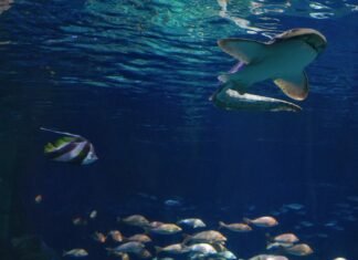 Gardaland SEA LIFE Aquarium accoglie squalo zebra a rischio estinzione Gardaland SEA LIFE Aquarium Squalo zebra DSC07577