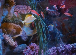 3.Gardaland SEA LIFE Aquarium Gli illusionisti del mare DSC02593