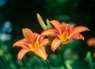 Consegnati gli Alamari ai Futuri Agenti nel Verde del Parco Giardino Sigurtà BrunaZavattiero 25 05 25 4354