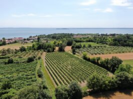 Le Cento Vendemmie della Famiglia Turina: Un Secolo di Viticoltura sul Garda