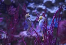 Foto di Gardaland - Gardanotizie