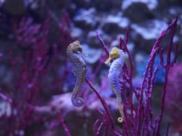 Foto di Gardaland - Gardanotizie