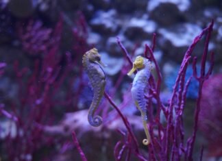Gardaland SEA LIFE Aquarium celebra l’amore e la vita marina a San Valentino Foto di Gardaland - Gardanotizie