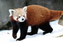 Parco Natura Viva celebra gli animali atleti degli ambienti estremi Foto di Parco Natura Viva - Gardanotizie