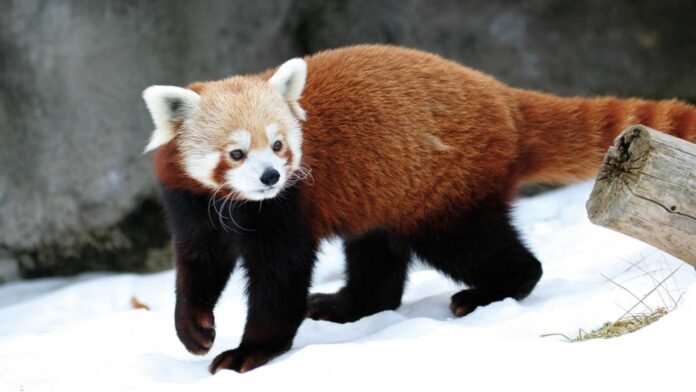 Foto di Parco Natura Viva - Gardanotizie