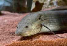 Protottero africano nel padiglione House of Dragons al Parco Natura Viva Bussolengo.