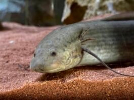 Protottero africano nel padiglione House of Dragons al Parco Natura Viva Bussolengo.