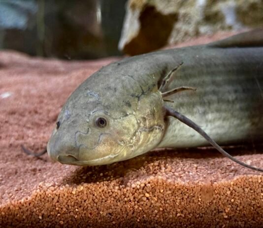 Protottero africano nel padiglione House of Dragons al Parco Natura Viva Bussolengo.