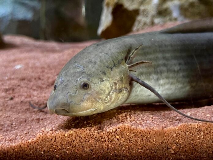 Protottero africano nel padiglione House of Dragons al Parco Natura Viva Bussolengo.