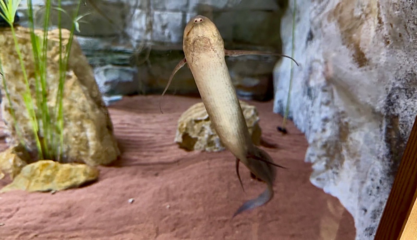 Protottero africano nel padiglione House of Dragons al Parco Natura Viva Bussolengo.