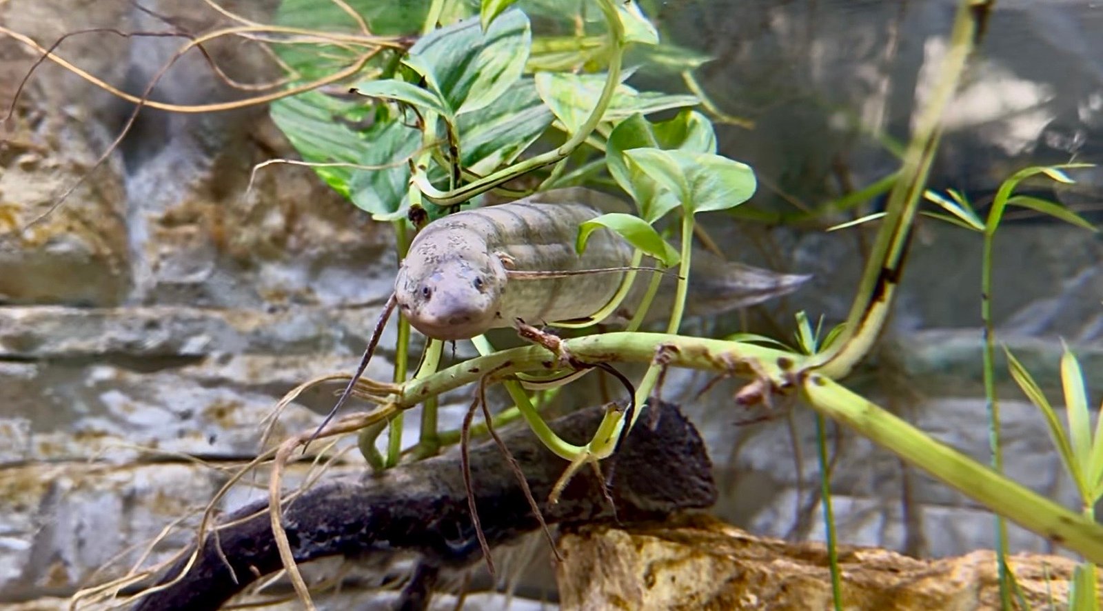 Foto di prototteri africani Bussolengo