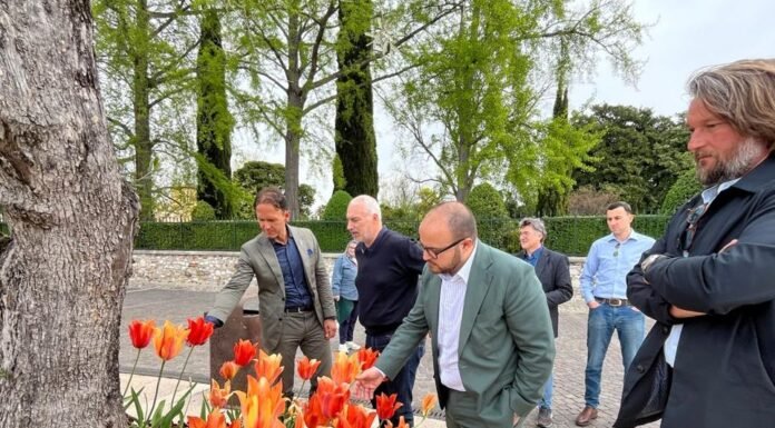 Bardolino celebra dieci anni di Tulipanomania con 50mila tulipani in fiore Autorità locali osservano i tulipani arancioni a Bardolino per Tulipanomania.