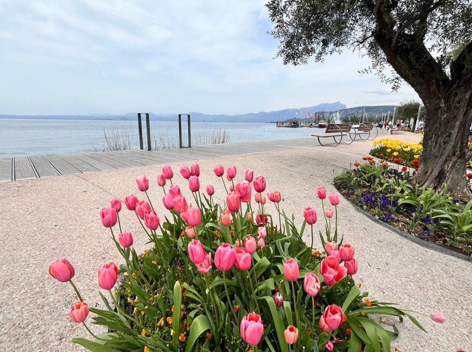 Bardolino celebra dieci anni di Tulipanomania con 50mila tulipani in fiore 2 Foto di tulipanomania Bardolino