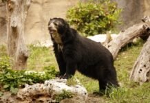 Cashu orsa andina al parco Natura Viva
