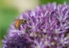 Ape che impollina fiori viola al Parco Giardino Sigurtà di Valeggio