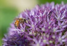 Ape che impollina fiori viola al Parco Giardino Sigurtà di Valeggio