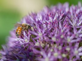 Buskers Park 2026 e fioritura primaverile al Parco Giardino Sigurtà di Valeggio Ape che impollina fiori viola al Parco Giardino Sigurtà di Valeggio