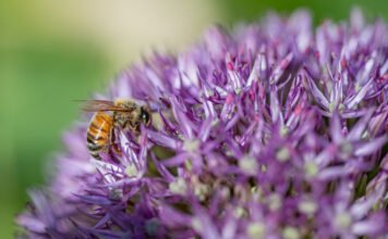 Ape che impollina fiori viola al Parco Giardino Sigurtà di Valeggio