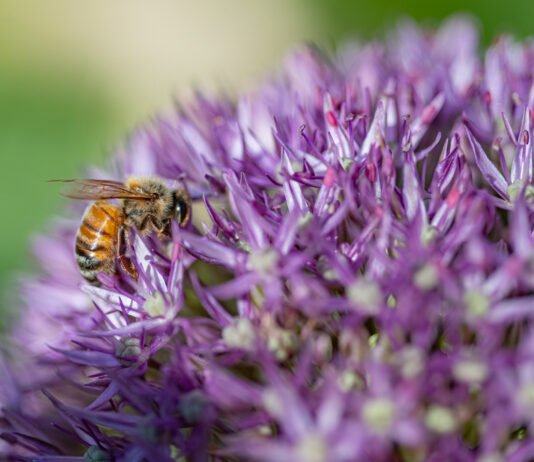 Ape che impollina fiori viola al Parco Giardino Sigurtà di Valeggio