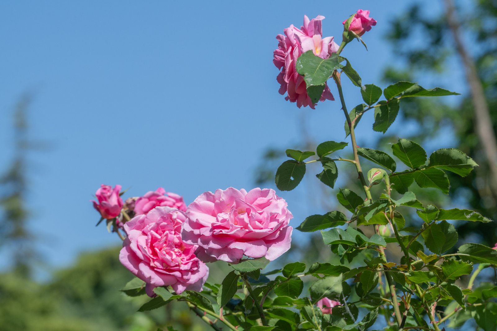 Fioritura primaverile di rose al Parco Giardino Sigurtà di Valeggio