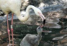 Un genitore alimenta il proprio pulcino al parco Natura Viva