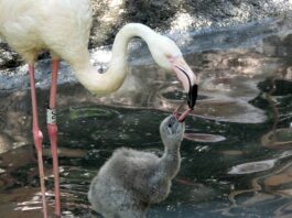 Un genitore alimenta il proprio pulcino al parco Natura Viva