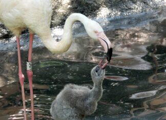Parco Natura Viva, 14 pulcini di fenicotteri rosa nati nella colonia da record Un genitore alimenta il proprio pulcino al parco Natura Viva