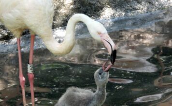 Un genitore alimenta il proprio pulcino al parco Natura Viva