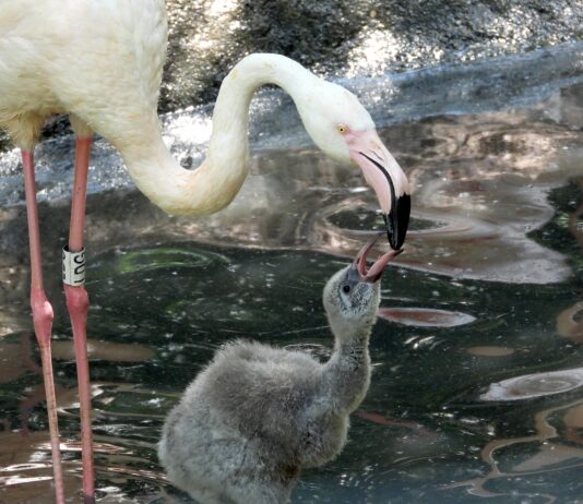 Un genitore alimenta il proprio pulcino al parco Natura Viva
