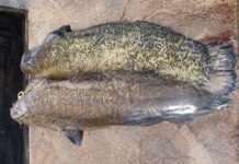 Pesce Siluro
