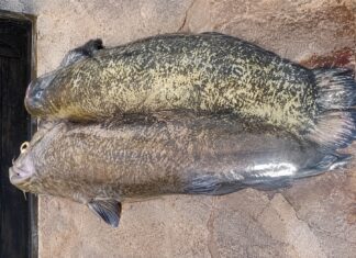 Pesce Siluro