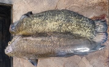Pesce Siluro