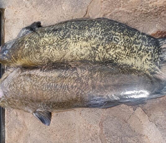 Pesce Siluro